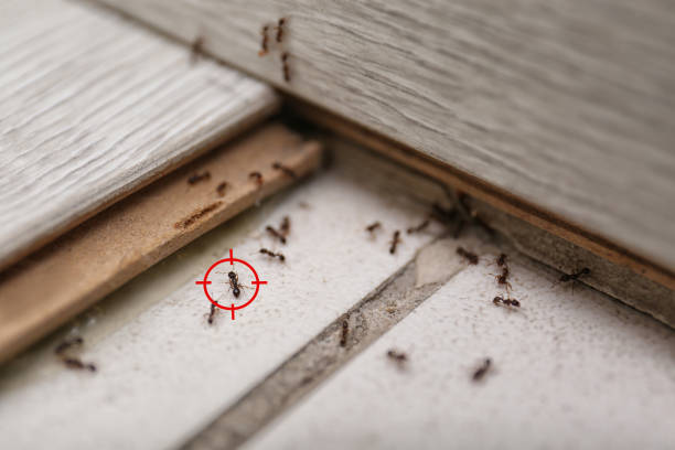 Trusted Crystal River, FL Pest Control Experts