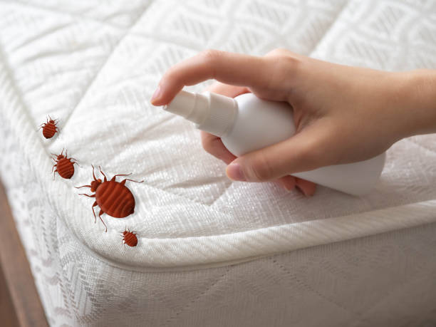 Best Local Pest Control Services  in Crystal River, FL